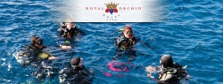   Royal Orchid 4*
